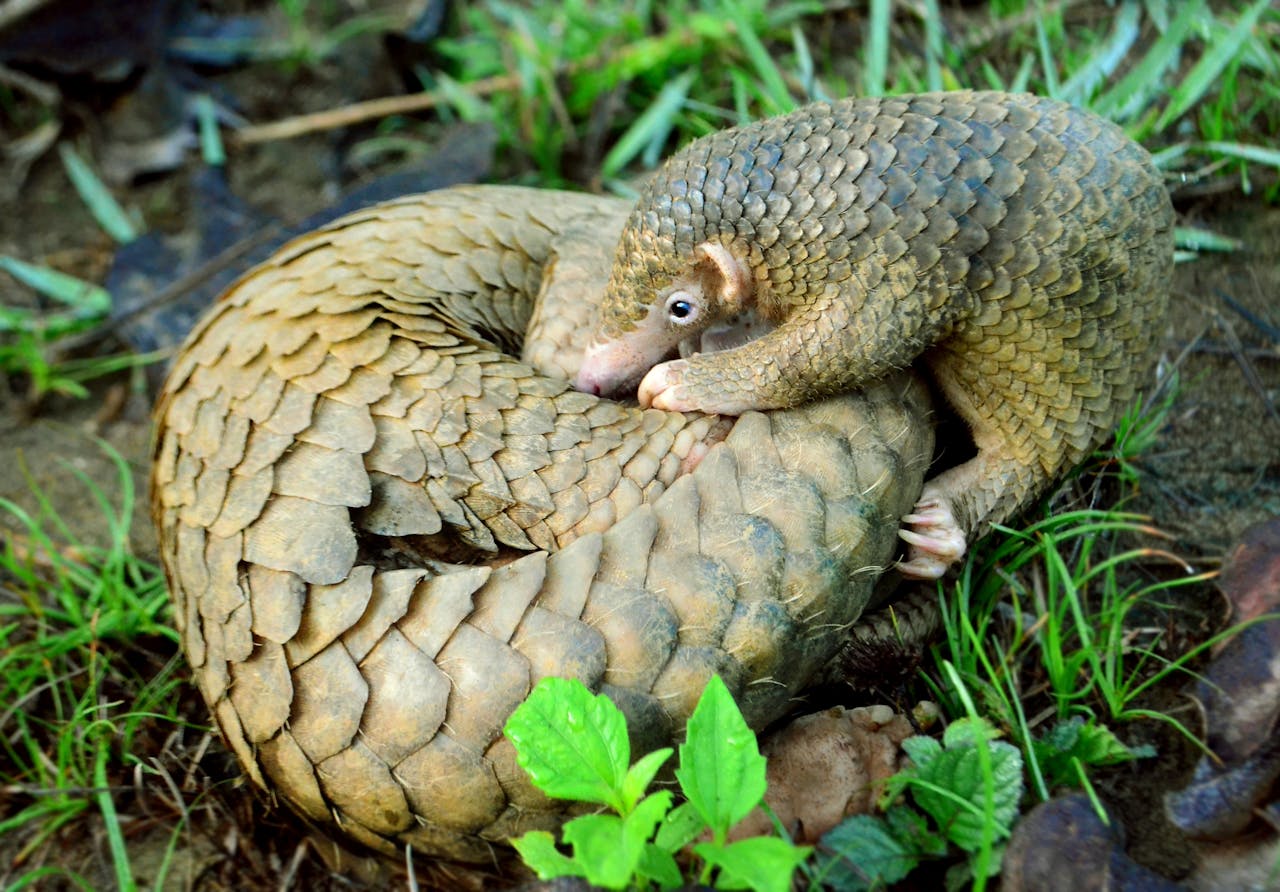 Creating Sustainable Habitat for Palawan Pangolins and People